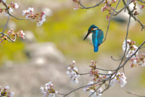 日本野鳥の会カレンダー作品展