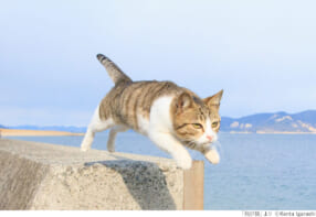 五十嵐健太 飛び猫写真展