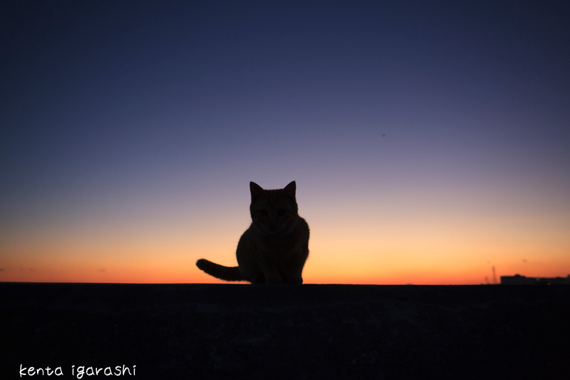 五十嵐健太 飛び猫写真展