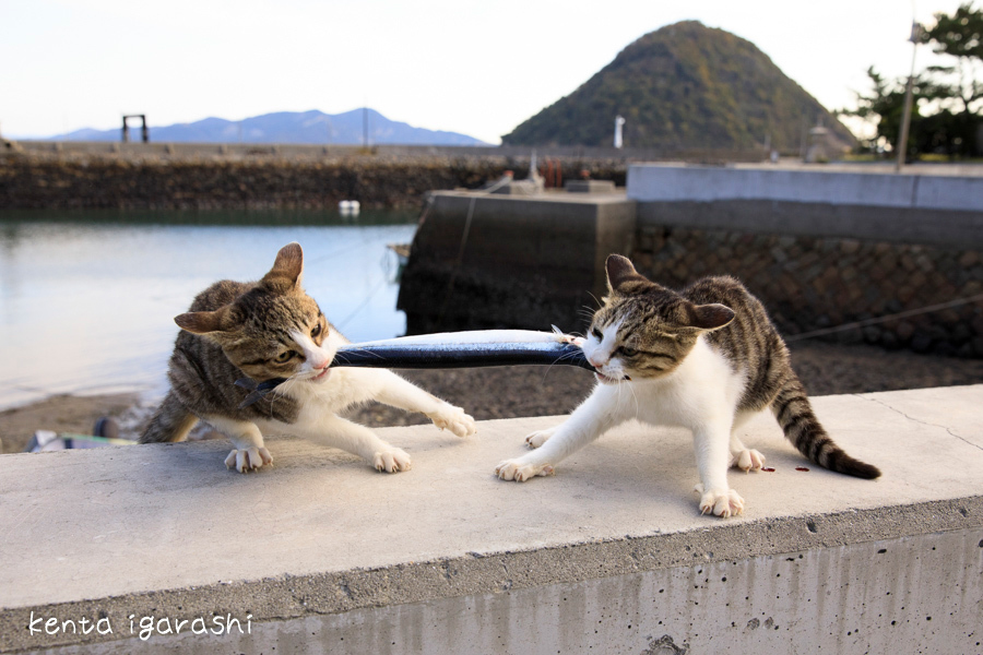 五十嵐健太 飛び猫写真展