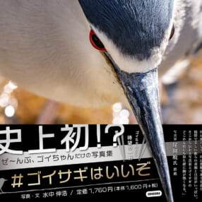 京都・鴨川の人気者に密着！「ゴイちゃん」ファン待望の水中伸浩写真集『#ゴイサギはいいぞ』