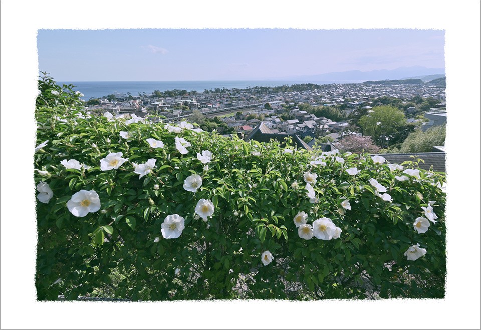 石田美菜子写真展「いつかだれかと歩いたみち Oiso 2015-2022」