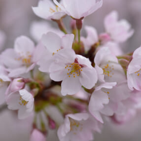 桜をキレイに撮るための基本のキ！ 押さえておきたいポイント5選