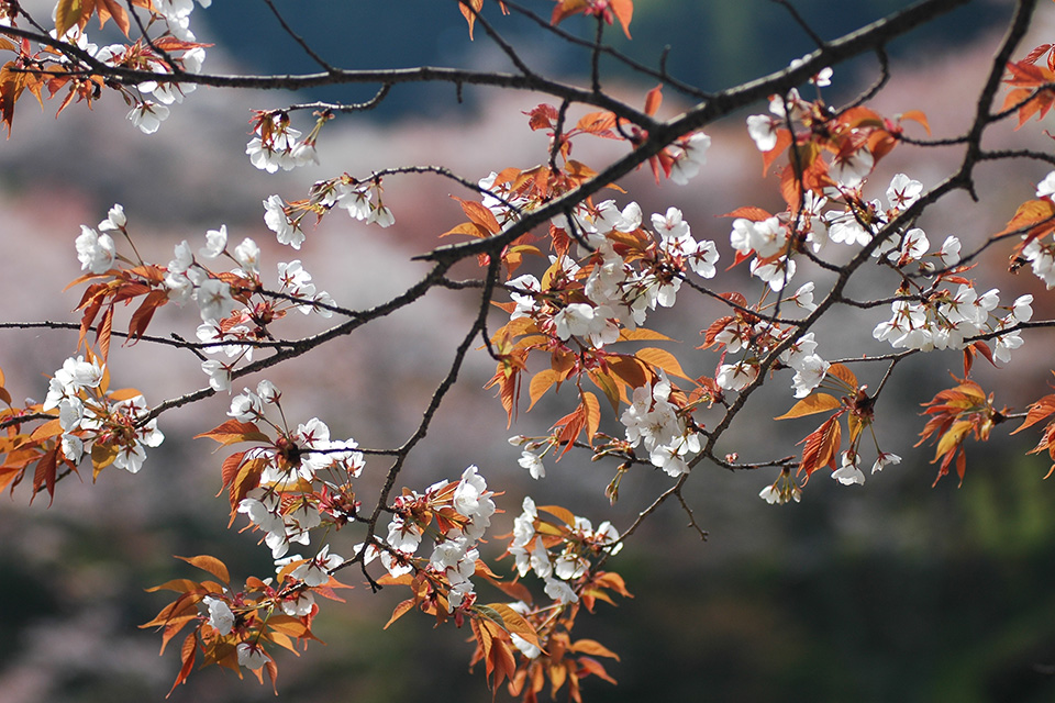 桜をキレイに撮るための基本のキ