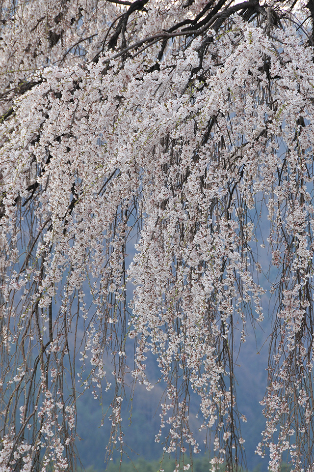 桜をキレイに撮るための基本のキ