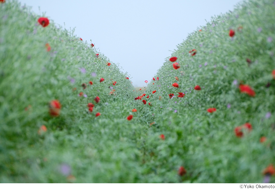 岡本洋子写真展「心模様、花もよう」