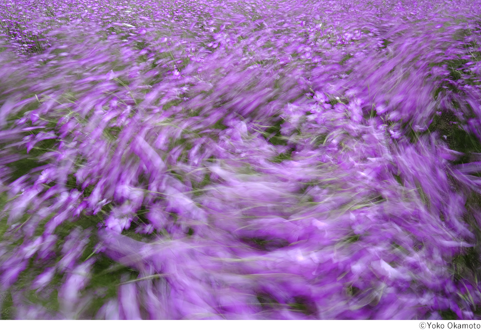 岡本洋子写真展「心模様、花もよう」