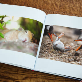 珠玉の動物写真がキヤノンの豪華写真集になった！ 福田幸広『Life』動物たちの生きた証