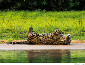 岩合光昭写真展「PANTANAL パンタナール　清流がつむぐ動物たちの大湿原」