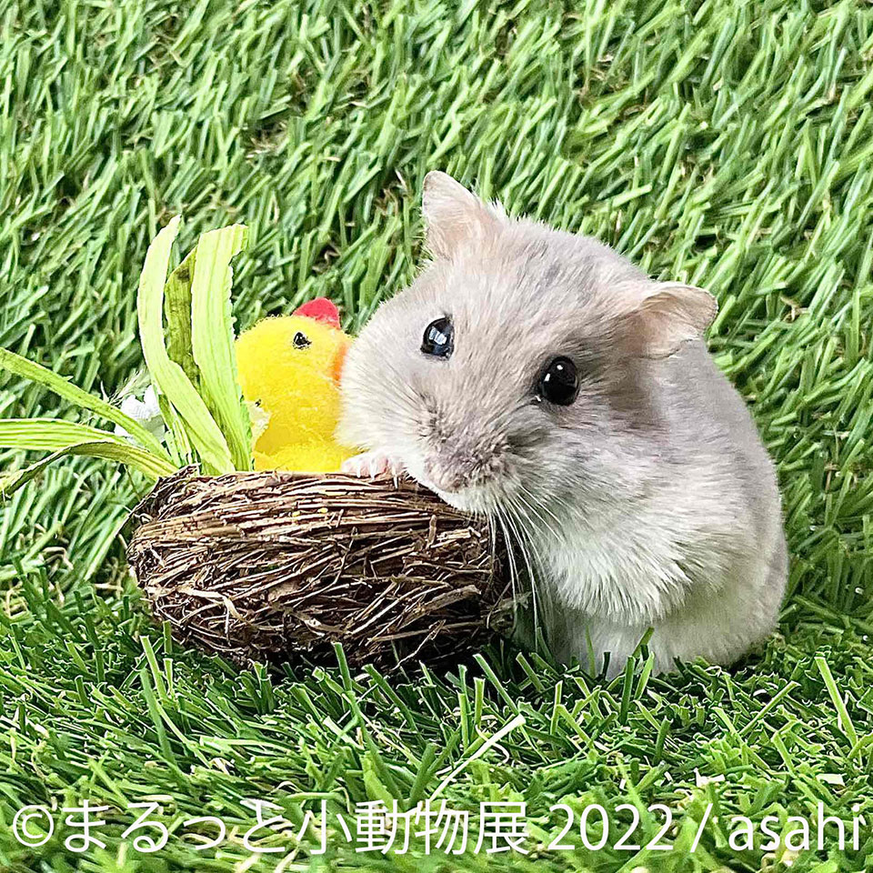 まるっと小動物展 2022