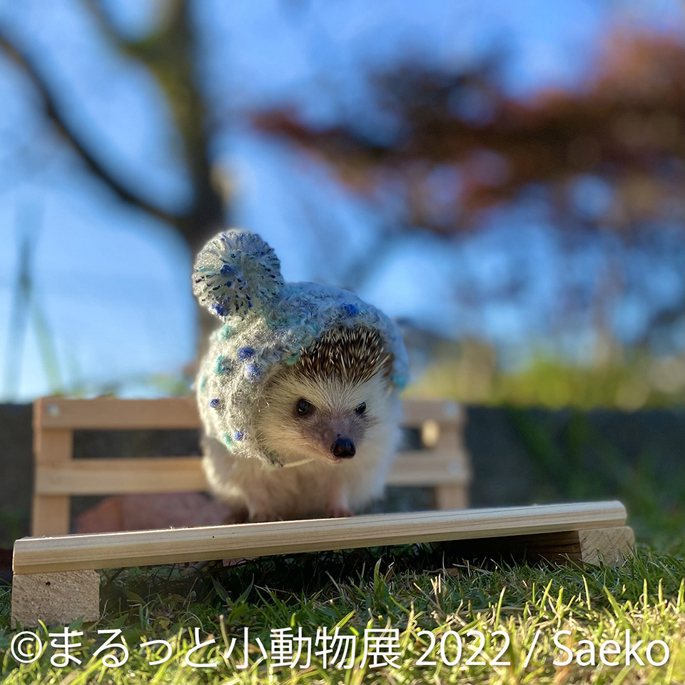 まるっと小動物展 2022