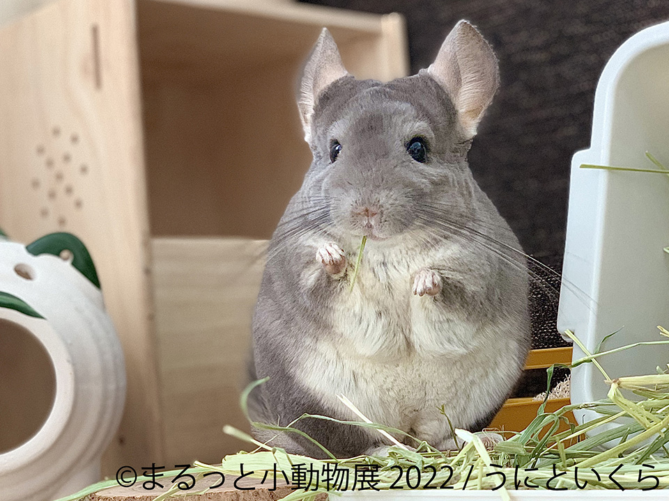 まるっと小動物展 2022