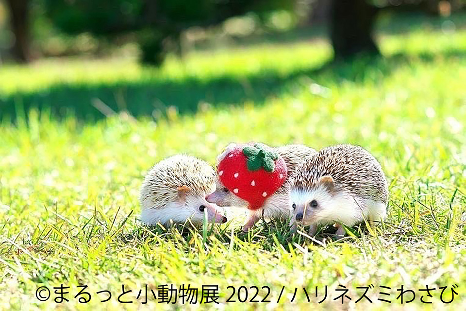 まるっと小動物展 2022