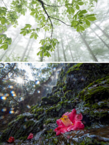 林幸恵×清家道子写真展 Nature Colors ～広角レンズで撮る「風景＆マクロ」～