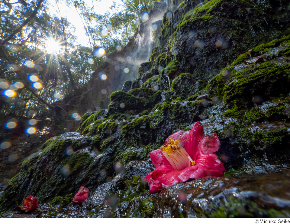 林幸恵×清家道子写真展 Nature Colors ～広角レンズで撮る「風景＆マクロ」～