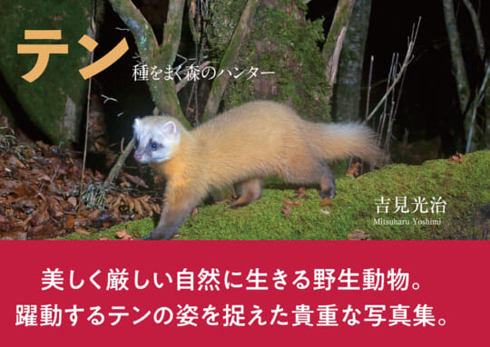 意外と知らない野生動物・テンを追い続けた貴重な写真集『テン 種をまく森のハンター』 | CAPA CAMERA WEB