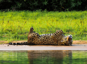 岩合光昭写真展「PANTANAL パンタナール　清流がつむぐ動物たちの大湿原」