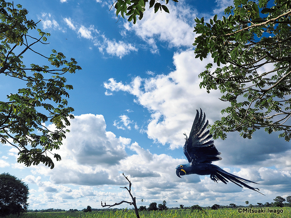 岩合光昭写真展「PANTANAL パンタナール　清流がつむぐ動物たちの大湿原」