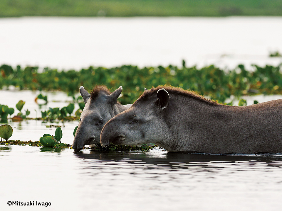 岩合光昭写真展「PANTANAL パンタナール　清流がつむぐ動物たちの大湿原」