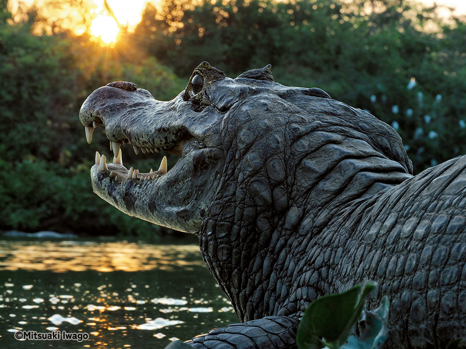 岩合光昭写真展「PANTANAL パンタナール　清流がつむぐ動物たちの大湿原」