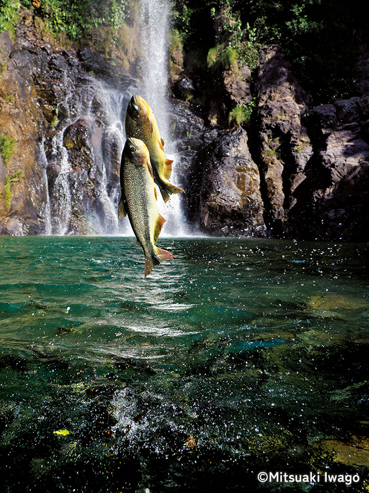 岩合光昭写真展「PANTANAL パンタナール　清流がつむぐ動物たちの大湿原」