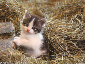 岩合光昭写真展「こねこ」