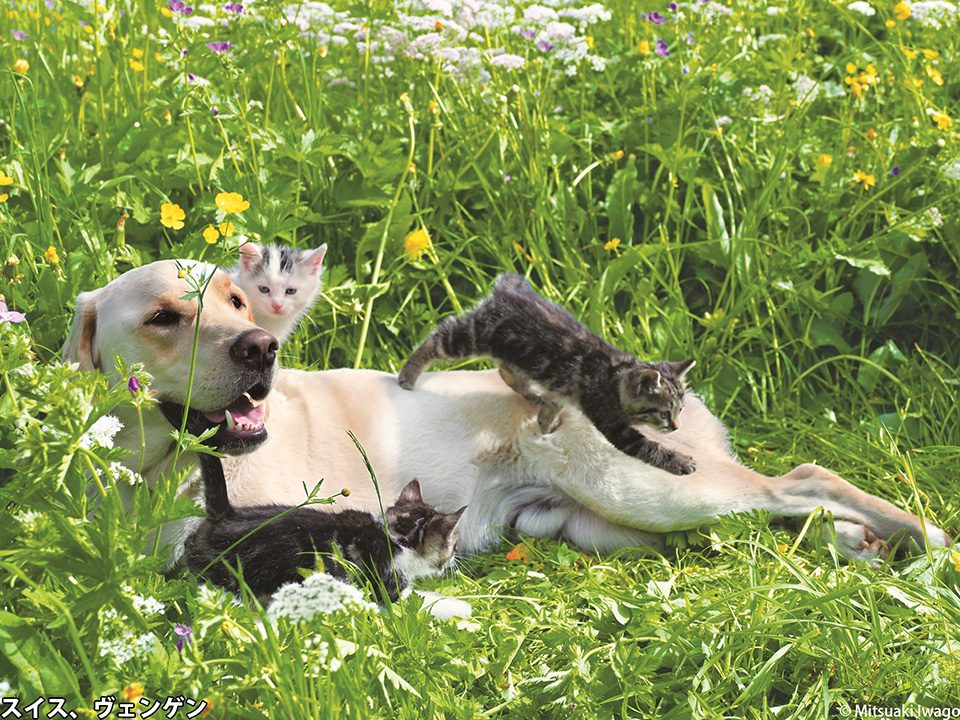 岩合光昭写真展「こねこ」