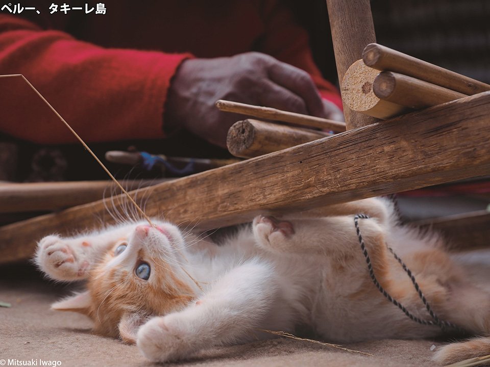 岩合光昭写真展「こねこ」