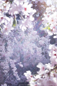 蜷川実花「瞬く光の庭」