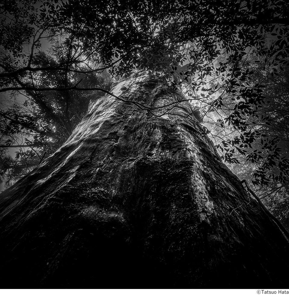 秦達夫写真展「Traces of Yakushima」