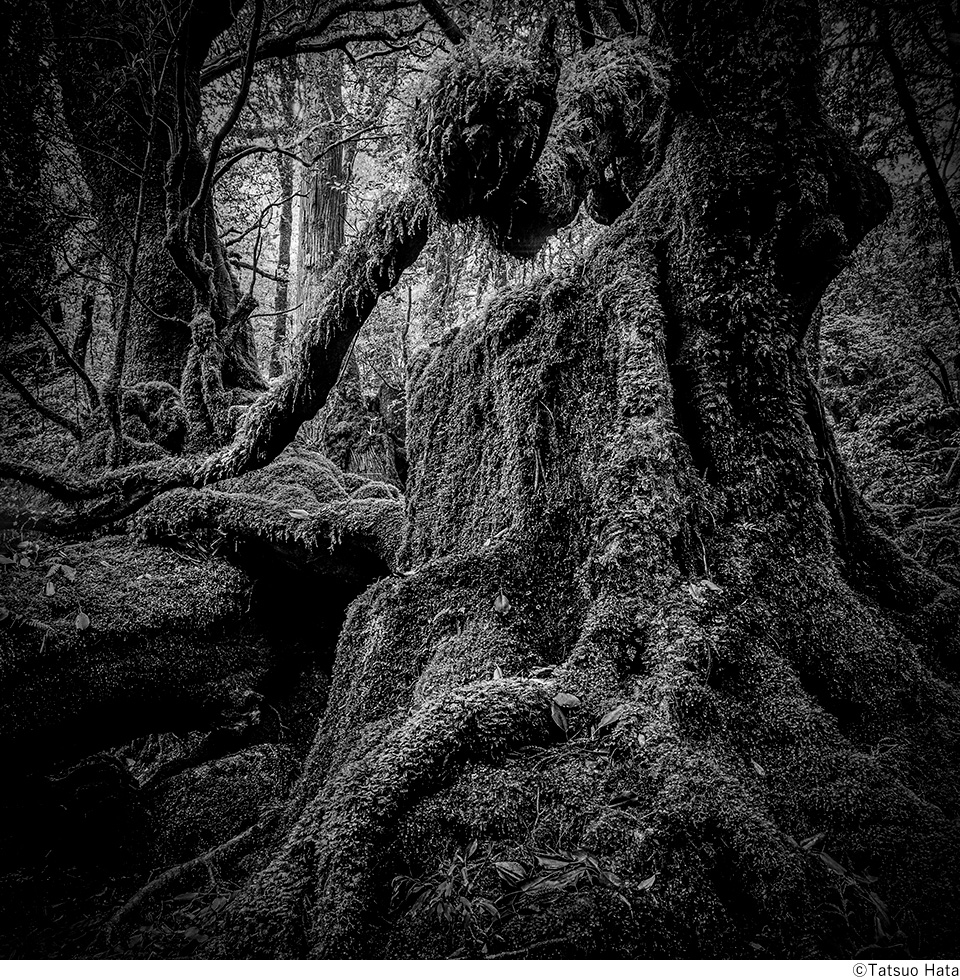 秦達夫写真展「Traces of Yakushima」