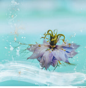 安斉紗織 彩色写真画展「Flora -花の女神-」