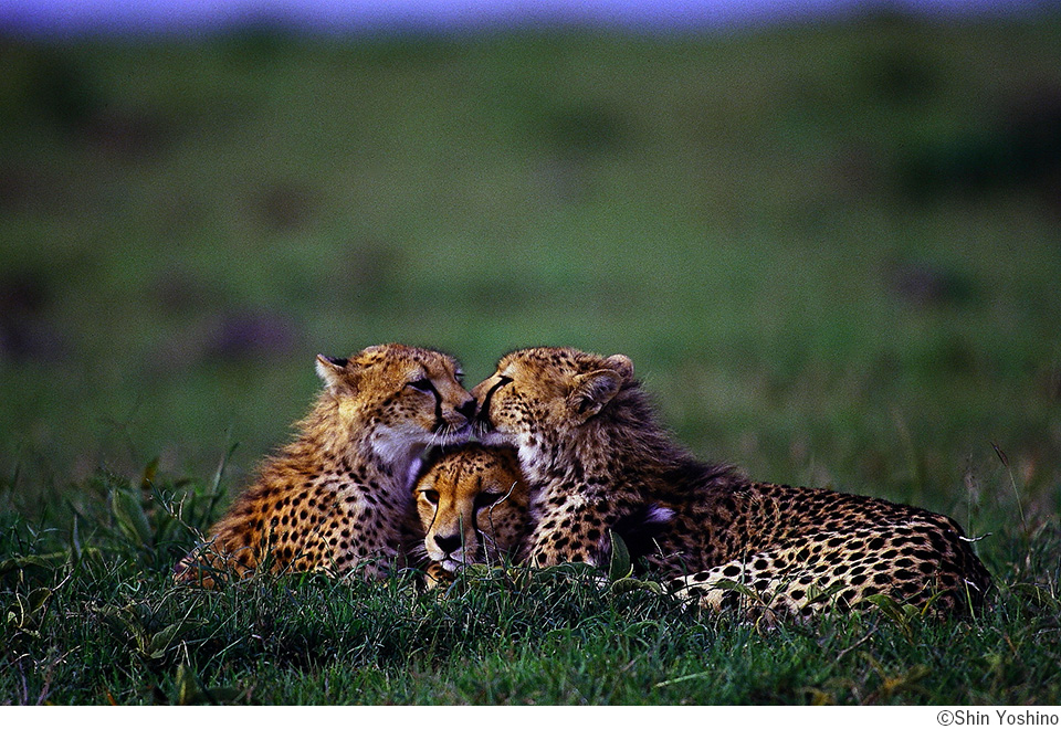 吉野信写真展「野生の輝き Glorious world of Wildlife」