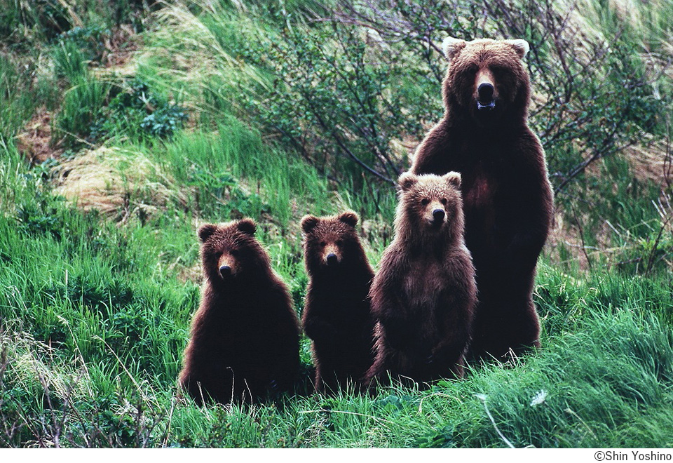 吉野信写真展「野生の輝き Glorious world of Wildlife」