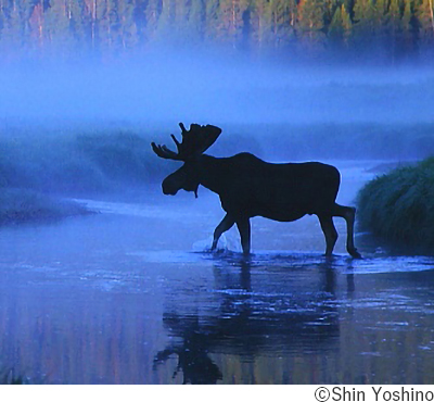 吉野信写真展「野生の輝き Glorious world of Wildlife」