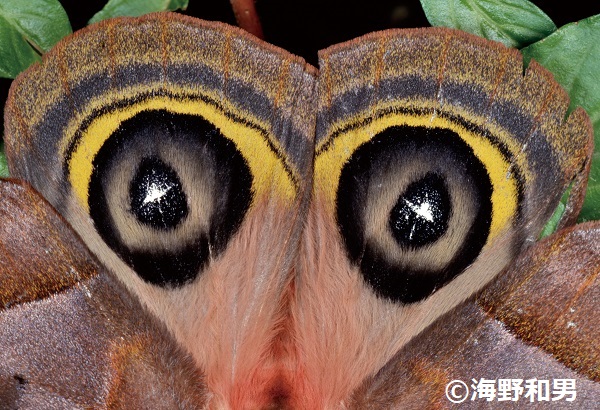 海野和男昆虫写真展「ダマして生き延びる 昆虫の擬態」