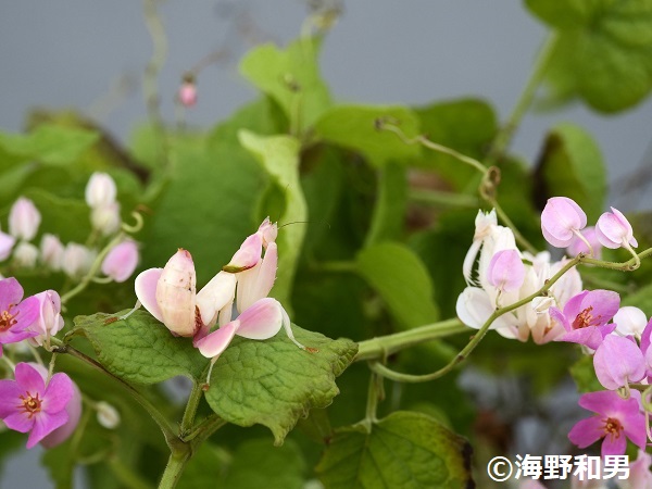 海野和男昆虫写真展「ダマして生き延びる 昆虫の擬態」