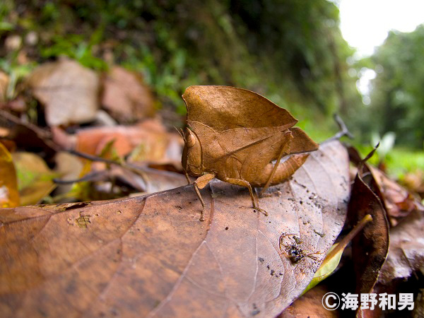 海野和男昆虫写真展「ダマして生き延びる 昆虫の擬態」