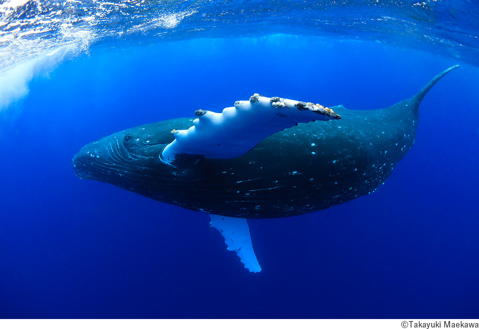 前川貴行写真展「生き物たちの地球」