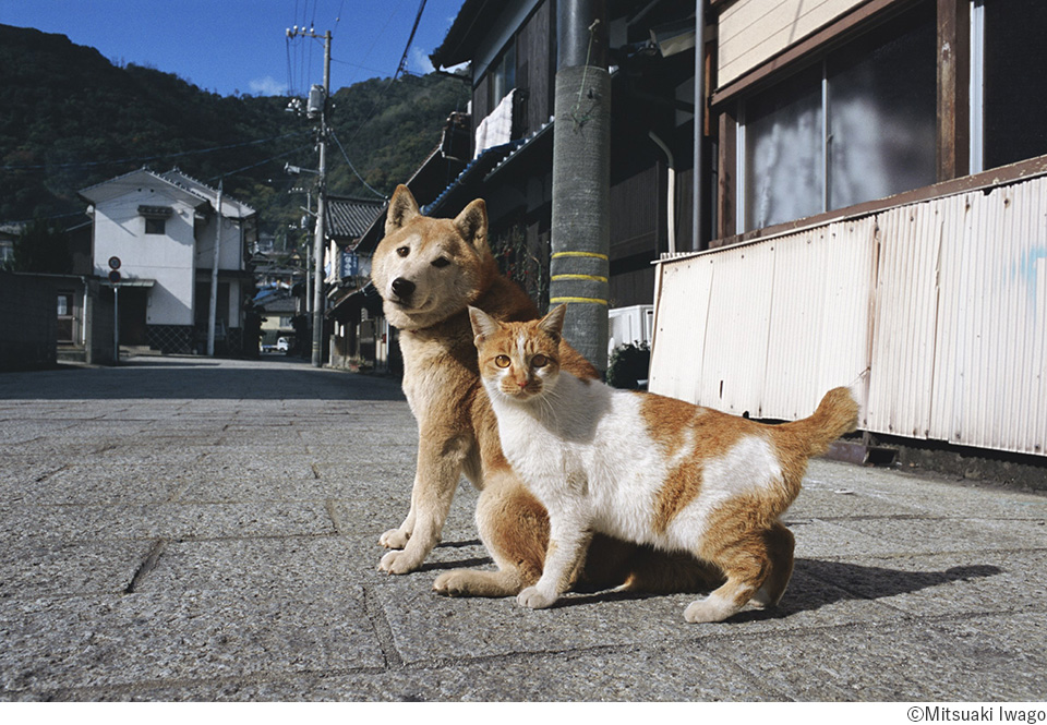 猫派も犬派も楽しめる 猫と犬が仲良しの写真を集めた岩合光昭写真展 ねこといぬ 千葉展 Capa Camera Web