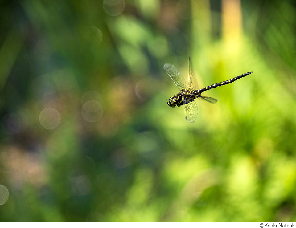 夏樹螢石写真展「昆虫彩時記」