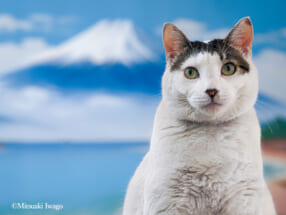 写真展「岩合光昭の日本ねこ歩き」