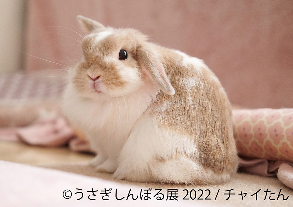 うさぎしんぼる展 2022