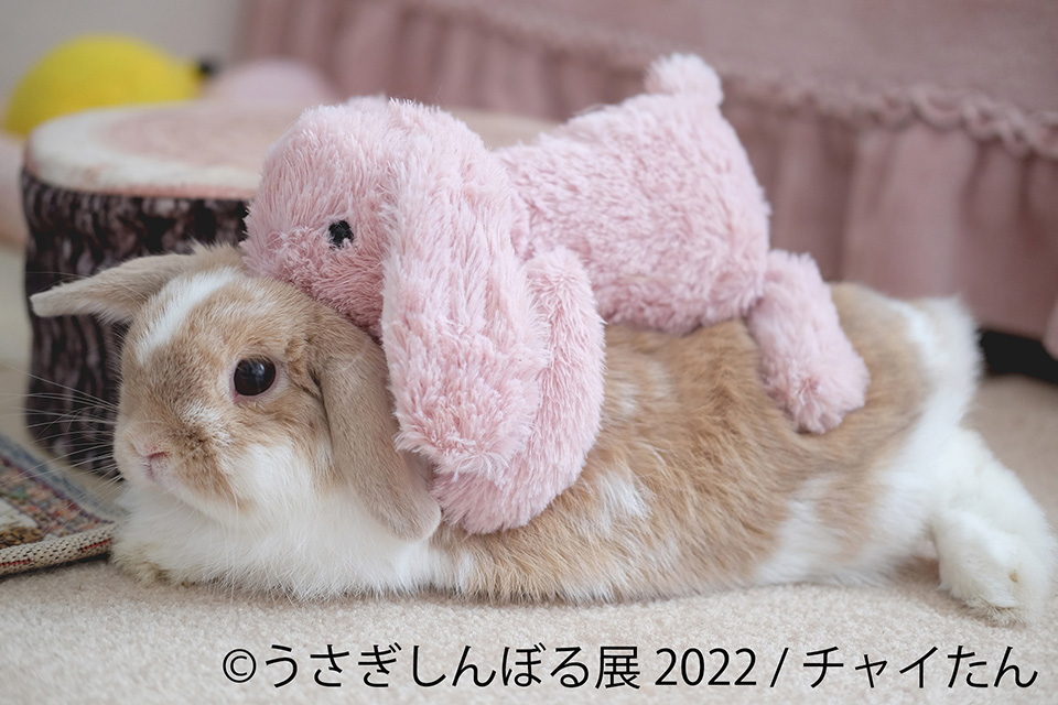 うさぎしんぼる展 2022