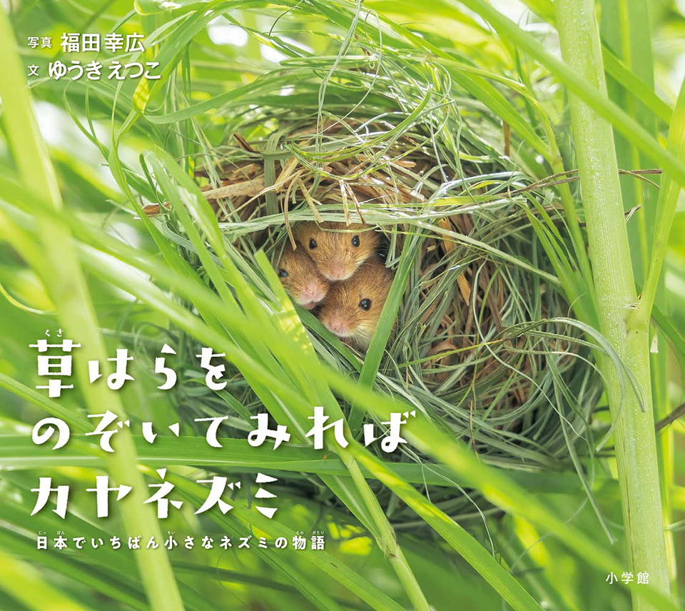 福田幸広『草はらをのぞいてみればカヤネズミ』