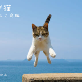 五十嵐健太が撮影する“飛び猫シリーズ”の新作は離島のニャンコ！ 元気なシーンが盛りだくさんの写真集が発売