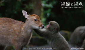 キヤノン/WWFカレンダー2023「視線と視点～野生動物の視線と岩合光昭の視点～」