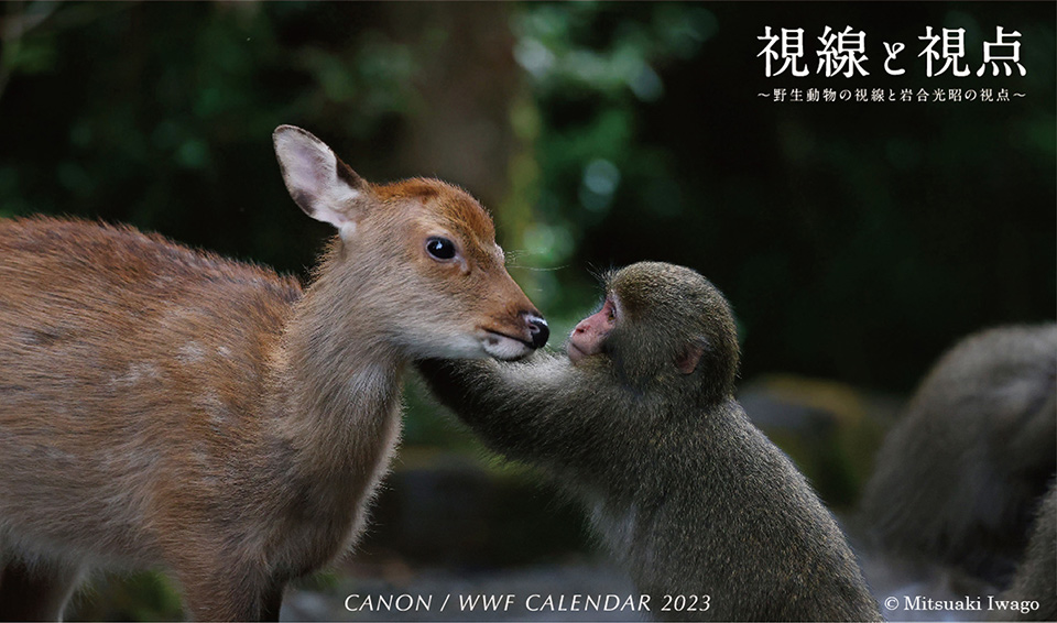 キヤノン/WWFカレンダー2023「視線と視点～野生動物の視線と岩合光昭の視点～」<
