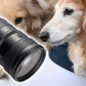 手持ち撮影が苦にならない軽さのニコン超望遠レンズを実写チェック！ NIKKOR Z 400mm f/4.5 VR S