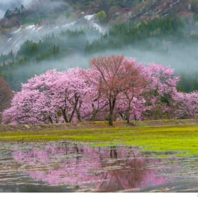 春までに知っておきたい！ 桜と花撮影の極意を解説するプロ写真家セミナー開催